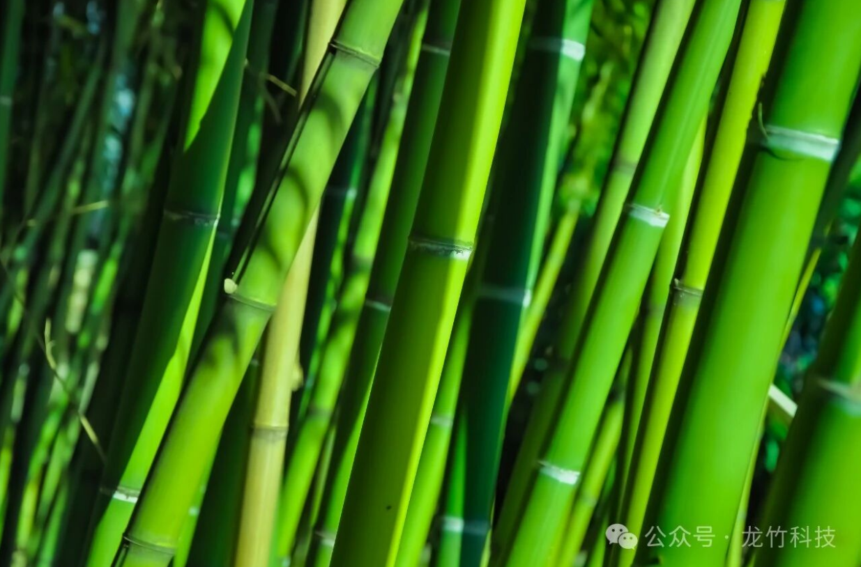 龙竹科技新科技新时代 | 竹展开工艺竹地板成功上市啦